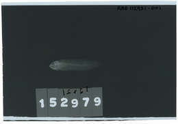 Image de Pseudoplesiops revellei Schultz 1953