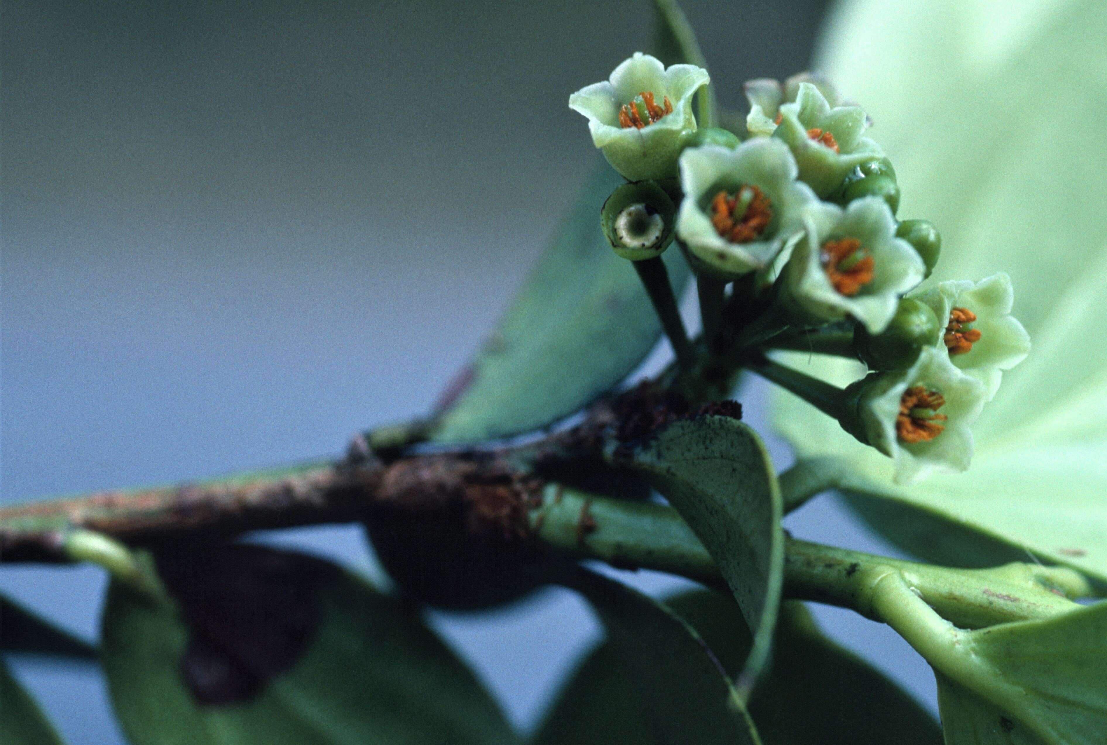 Слика од Symphysia racemosa (Vahl) Stearn