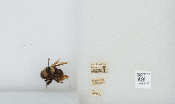 Image de Bombus medius Cresson 1864