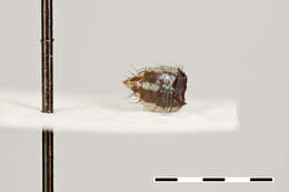 Syllimnophora vitiventris Malloch 1934 resmi