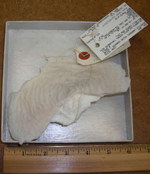 Image of Lamarck´s sheet coral