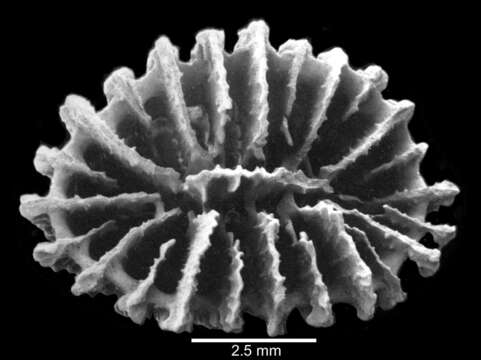 Image of Sphenotrochus crispus (Lamarck 1816)