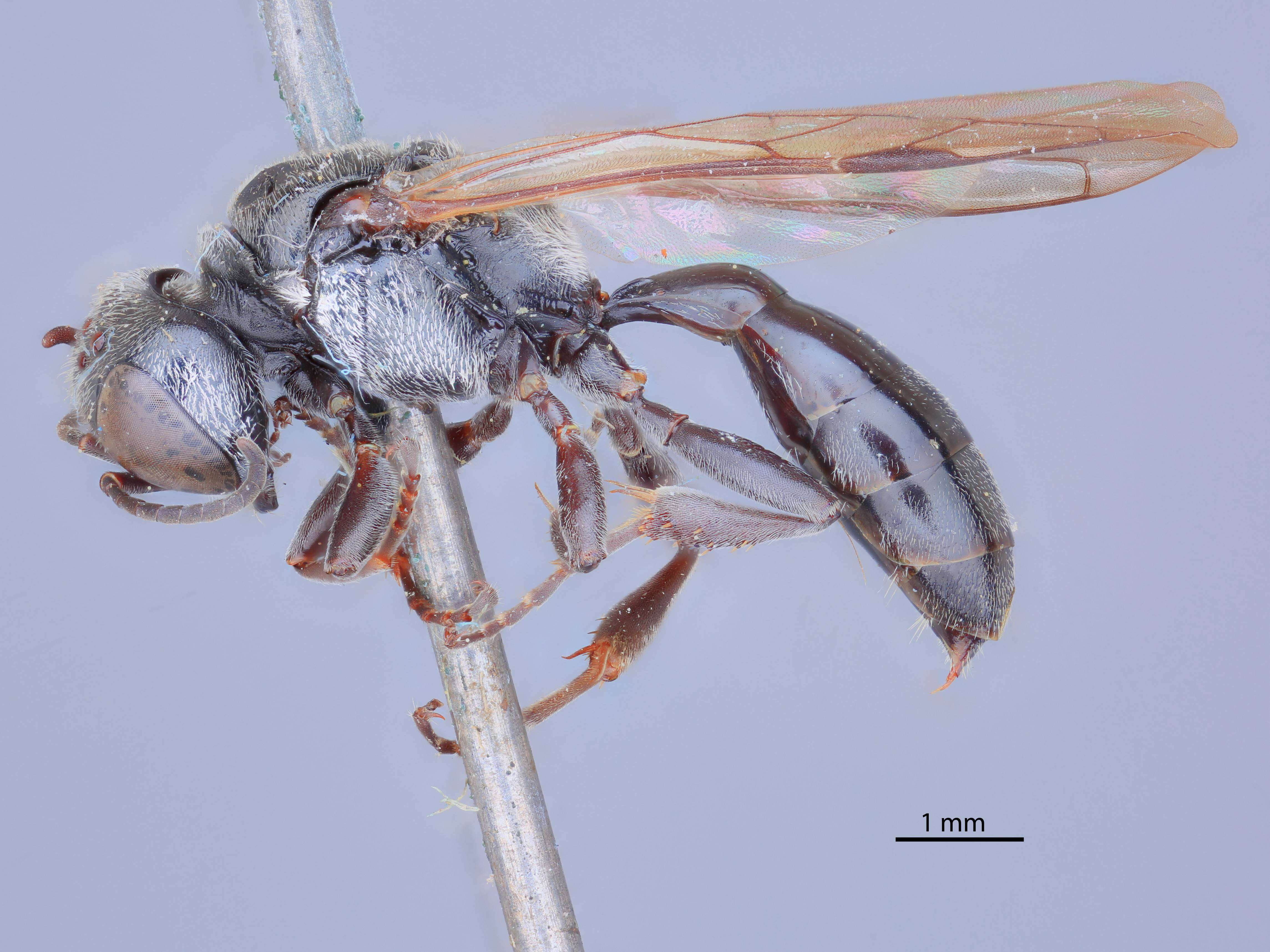 Image of Crossocerus melanius (Rohwer 1911)