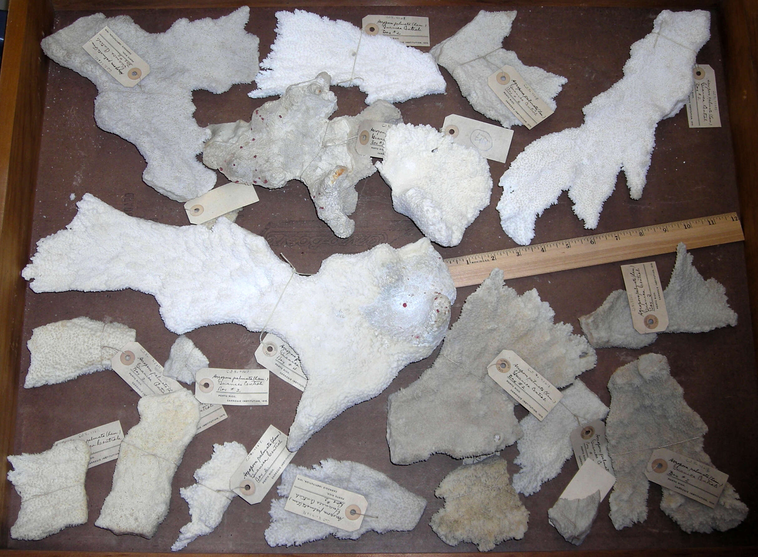 Image of Elkhorn Coral