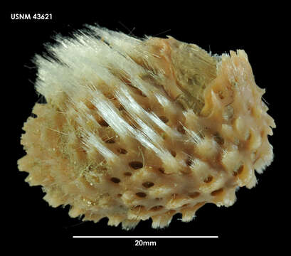 Image of Epibenthic sponge