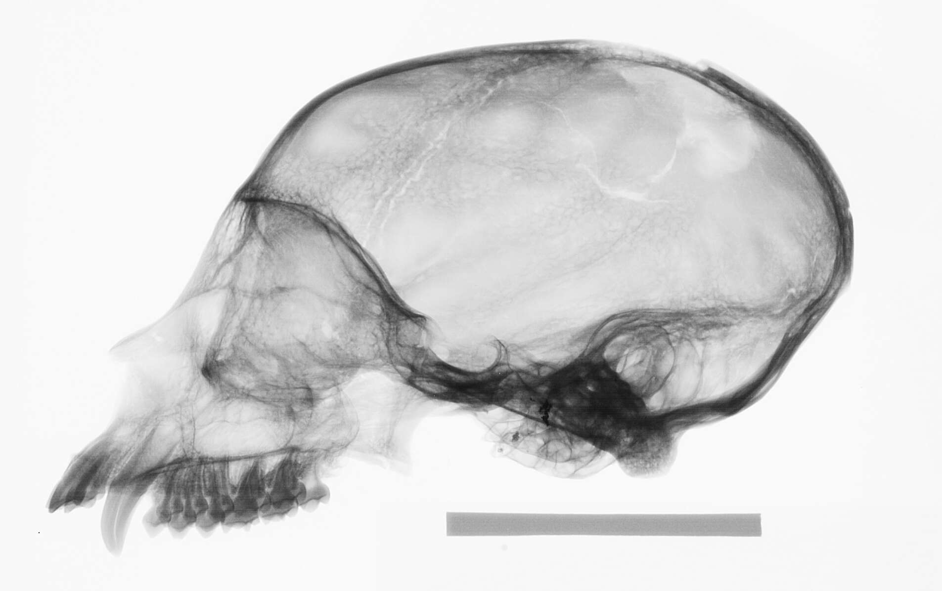 Image of Ateles geoffroyi yucatanensis Kellogg & Goldman 1944