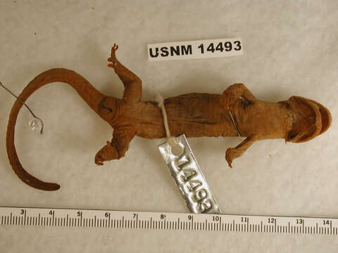 Image of Northwestern Salamander