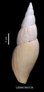 Image of Belaturricula turrita multispiralis Dell 1990