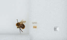 Image de Bombus insularis (Smith 1861)