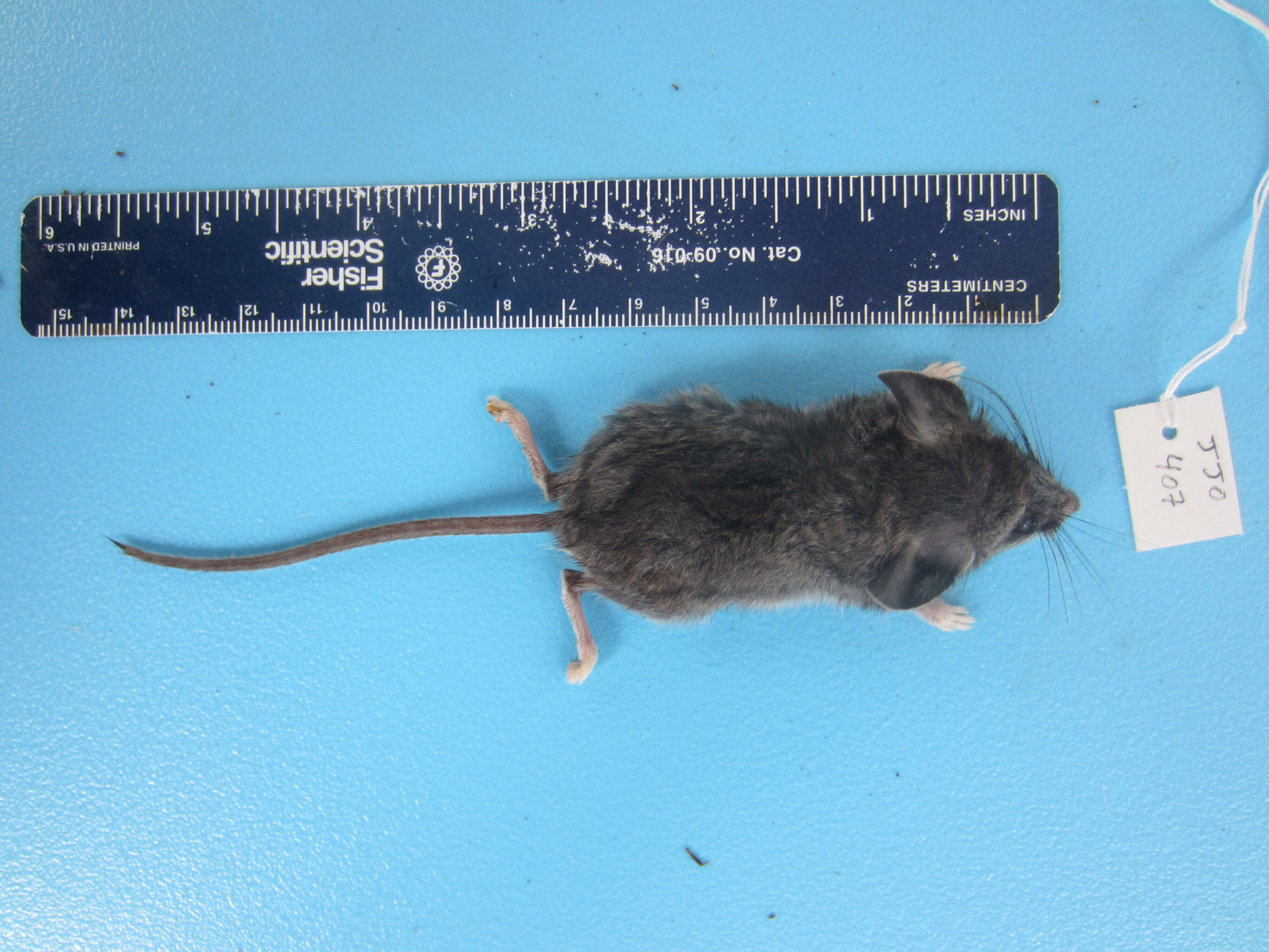 Image of Deer Mouse