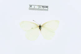 Image of Pieris cruciferarum Boisduval 1836