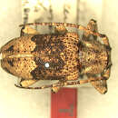 Image of Rhytiphora transversefasciata (Breuning 1940)