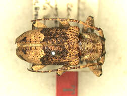 Image of Rhytiphora transversefasciata (Breuning 1940)