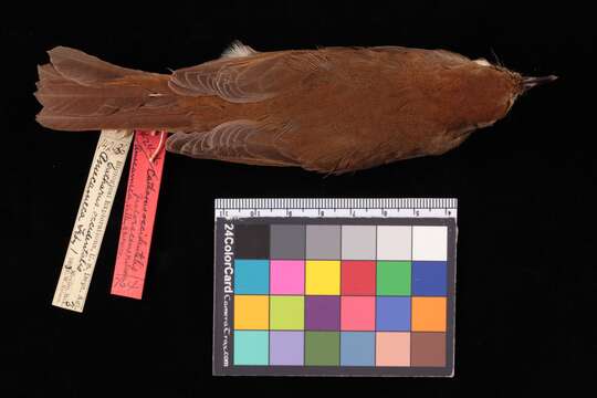 Catharus occidentalis fulvescens Nelson 1897 resmi