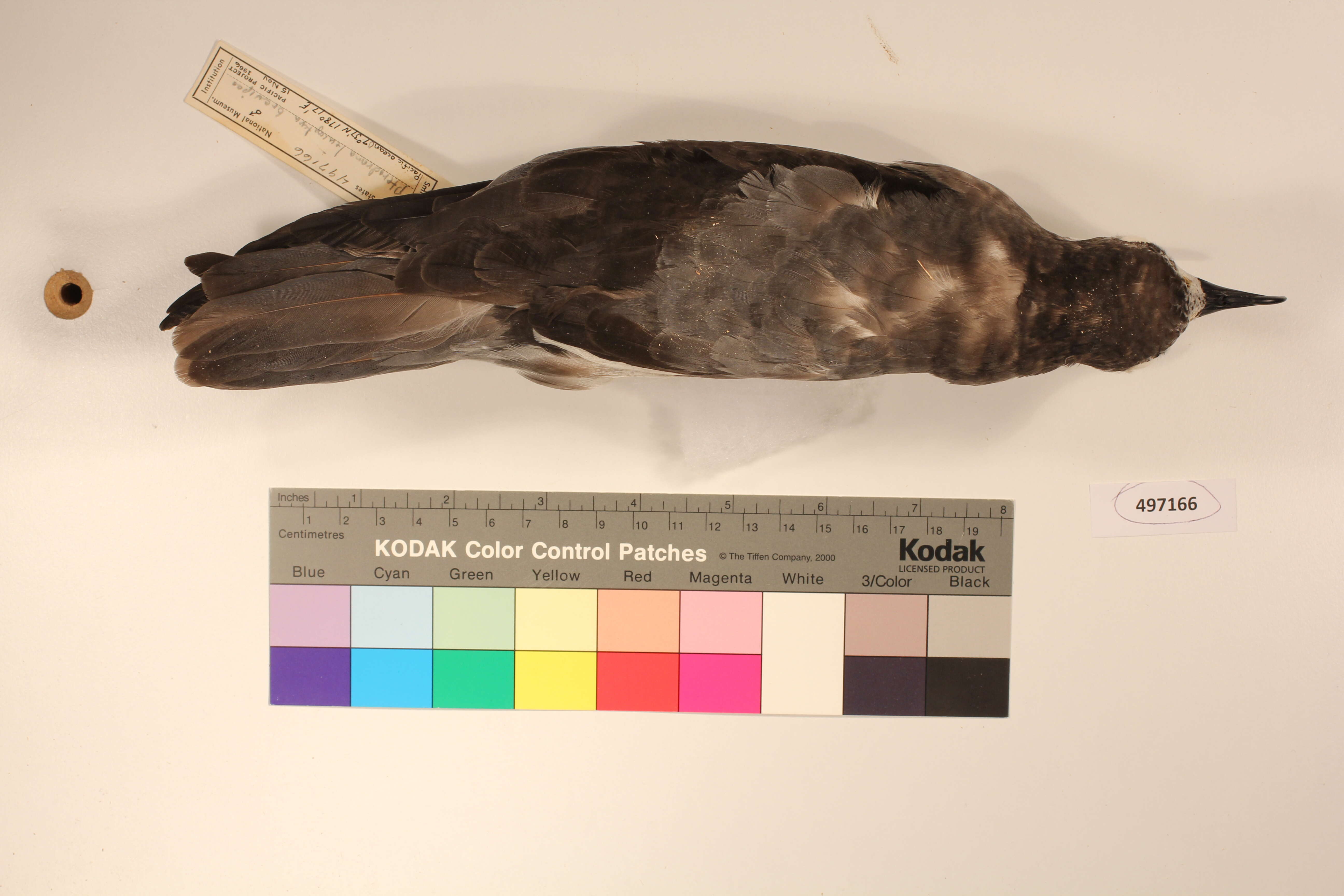 Image of Collared Petrel