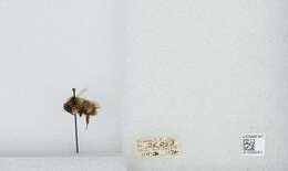 Image of Frigid Bumble Bee