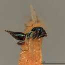 Image of Parasitoid wasp