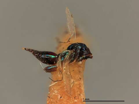 Pediobius metallicus (Nees 1834) resmi