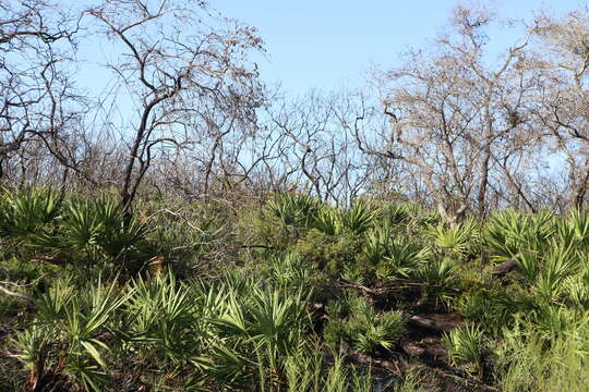 Polygonella robusta (Small) G. L. Nesom & V. M. Bates resmi