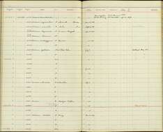 صورة Dicaeum hypoleucum obscurum Ogilvie-Grant 1894