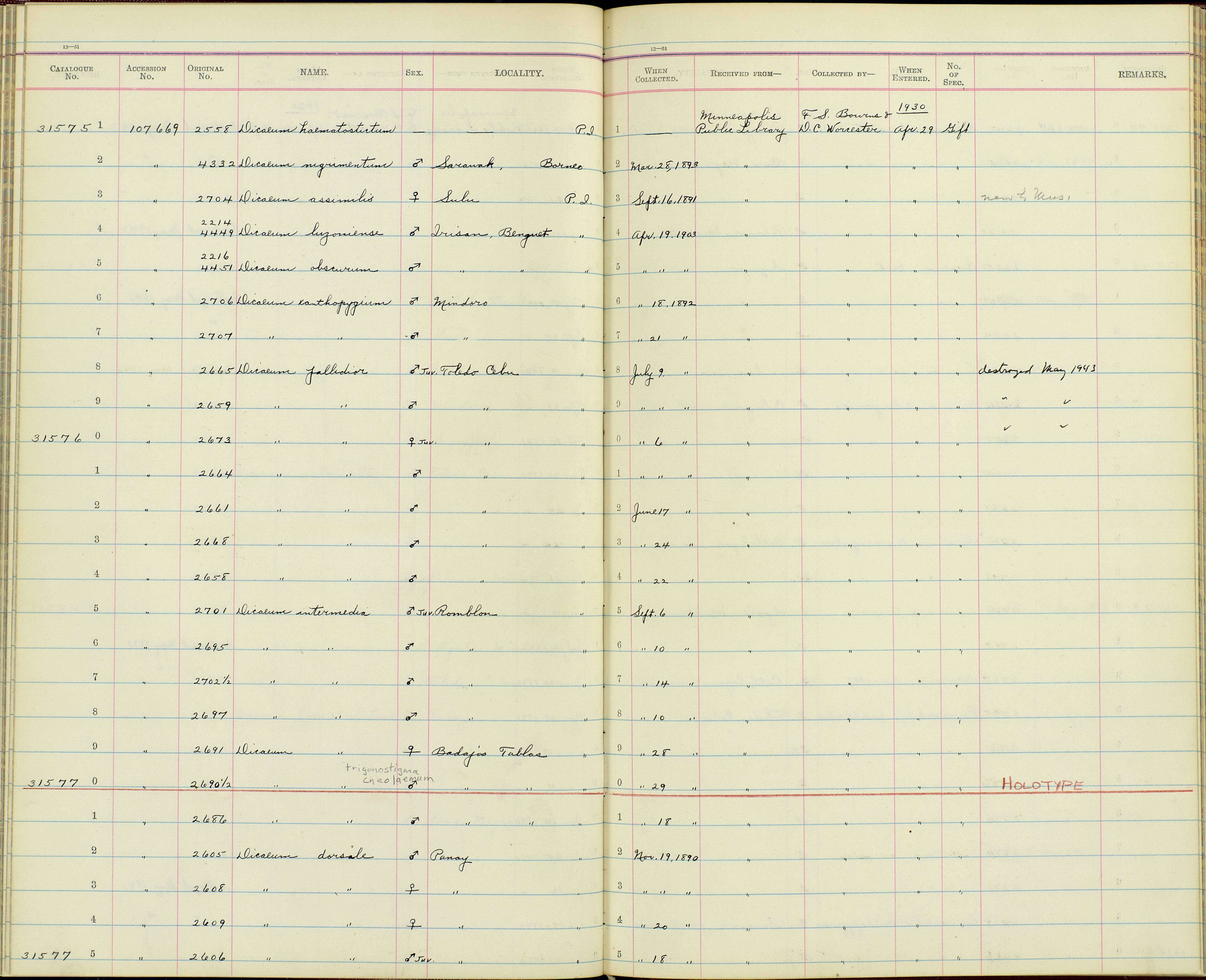 صورة Dicaeum hypoleucum obscurum Ogilvie-Grant 1894