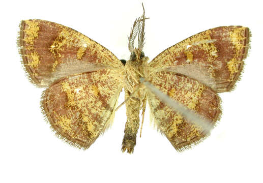 Image of Cyclomia disparilis Schaus 1911