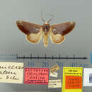 Image of Hemiceras coatina Schaus 1921