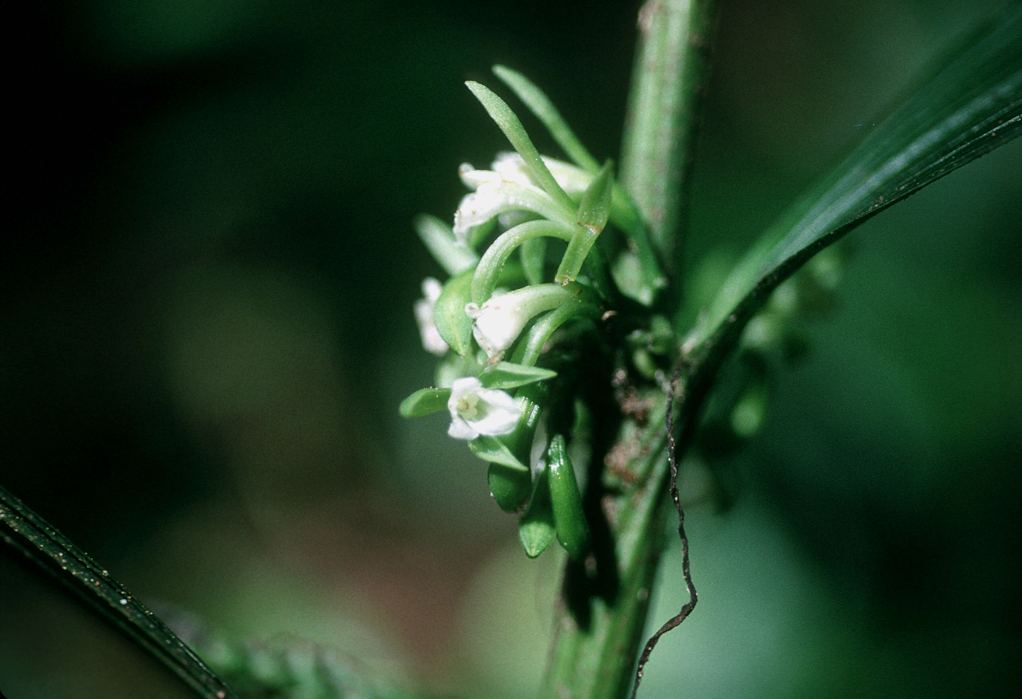 Image of lime orchid