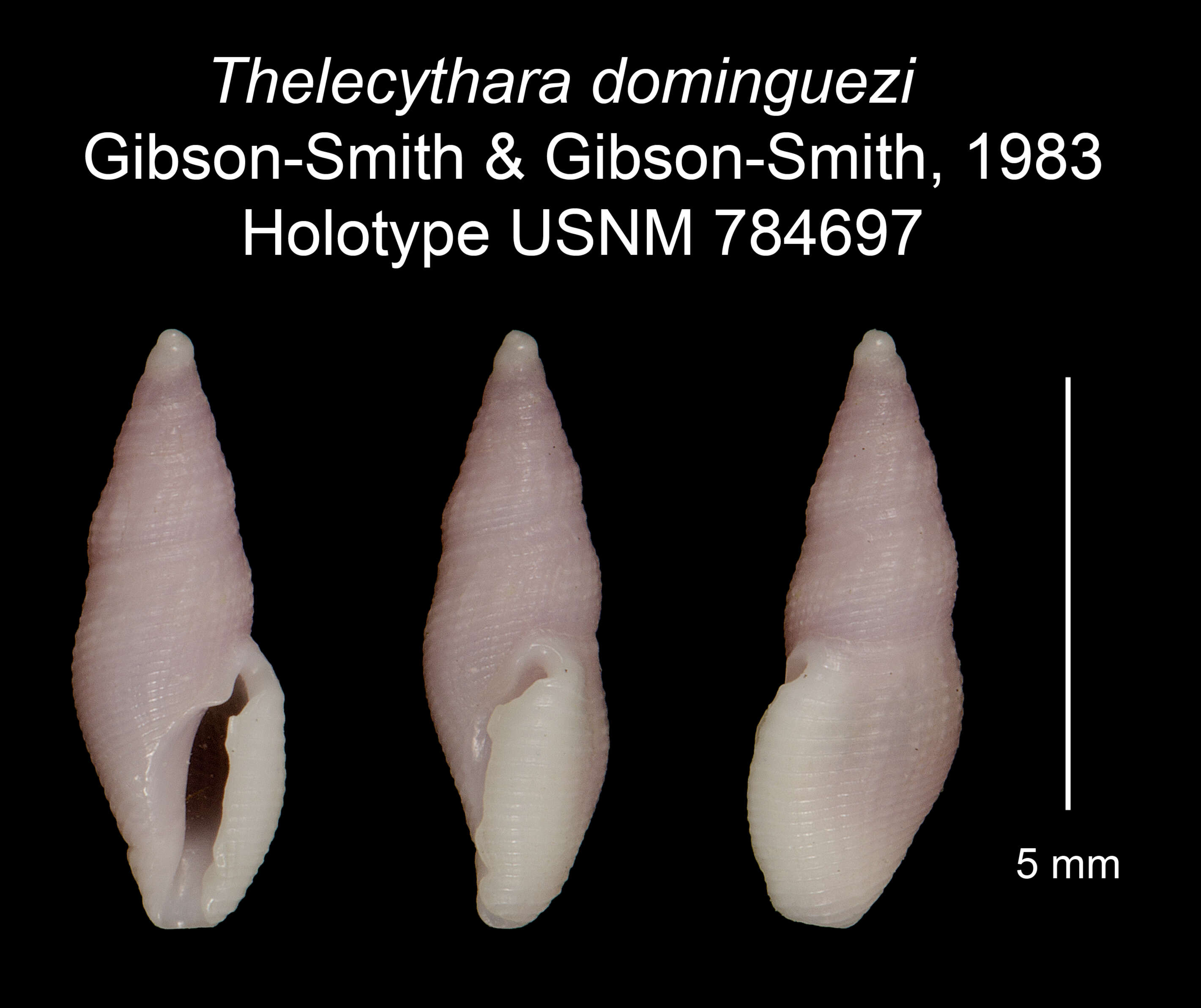 Image of Thelecythara Woodring 1928