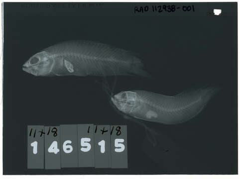 Image de Pseudoplesiops typus Bleeker 1858