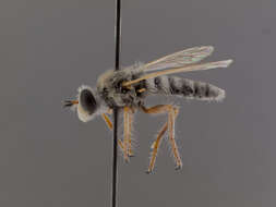 Image de Prytanomyia