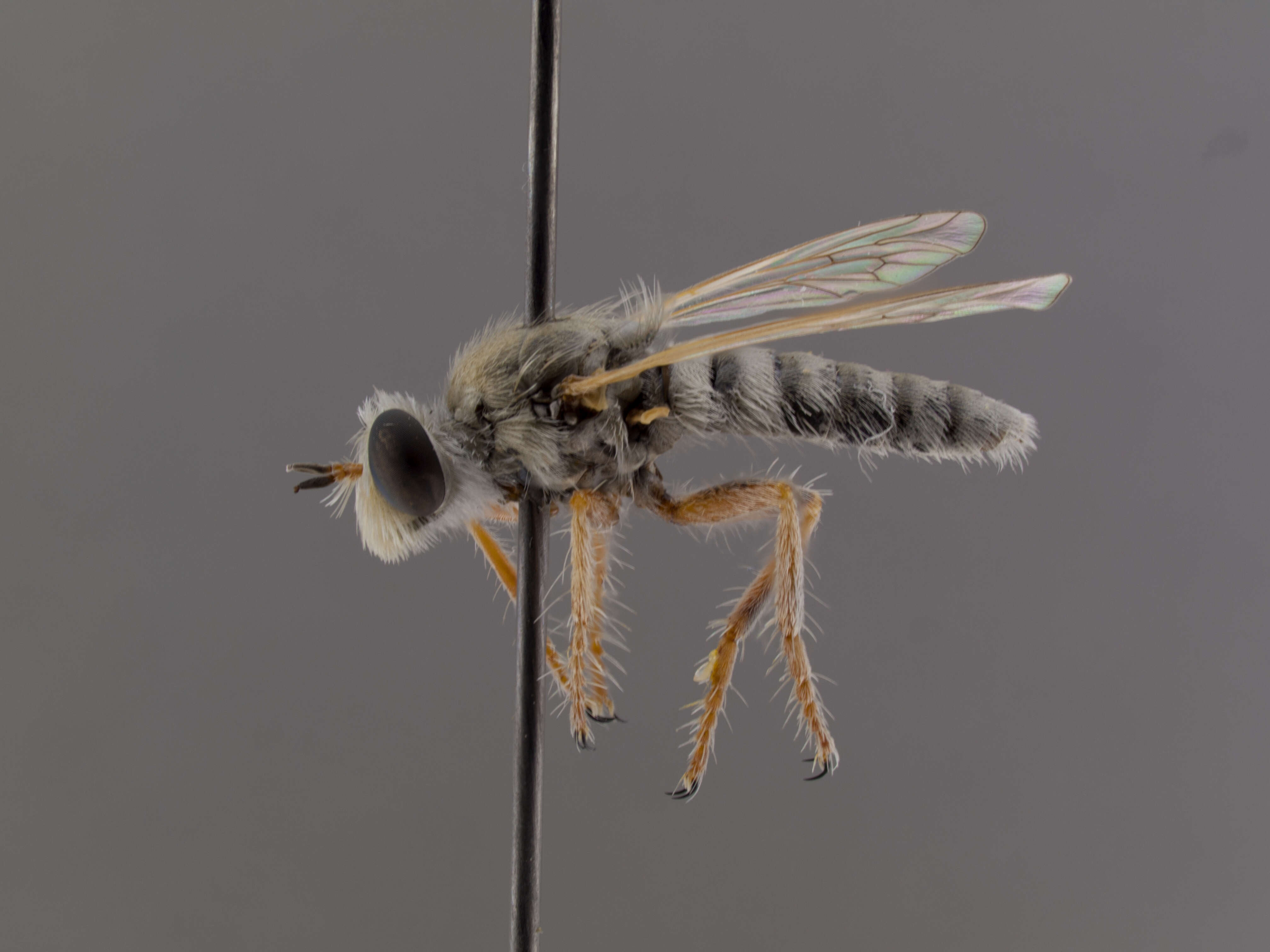 Image de Prytanomyia