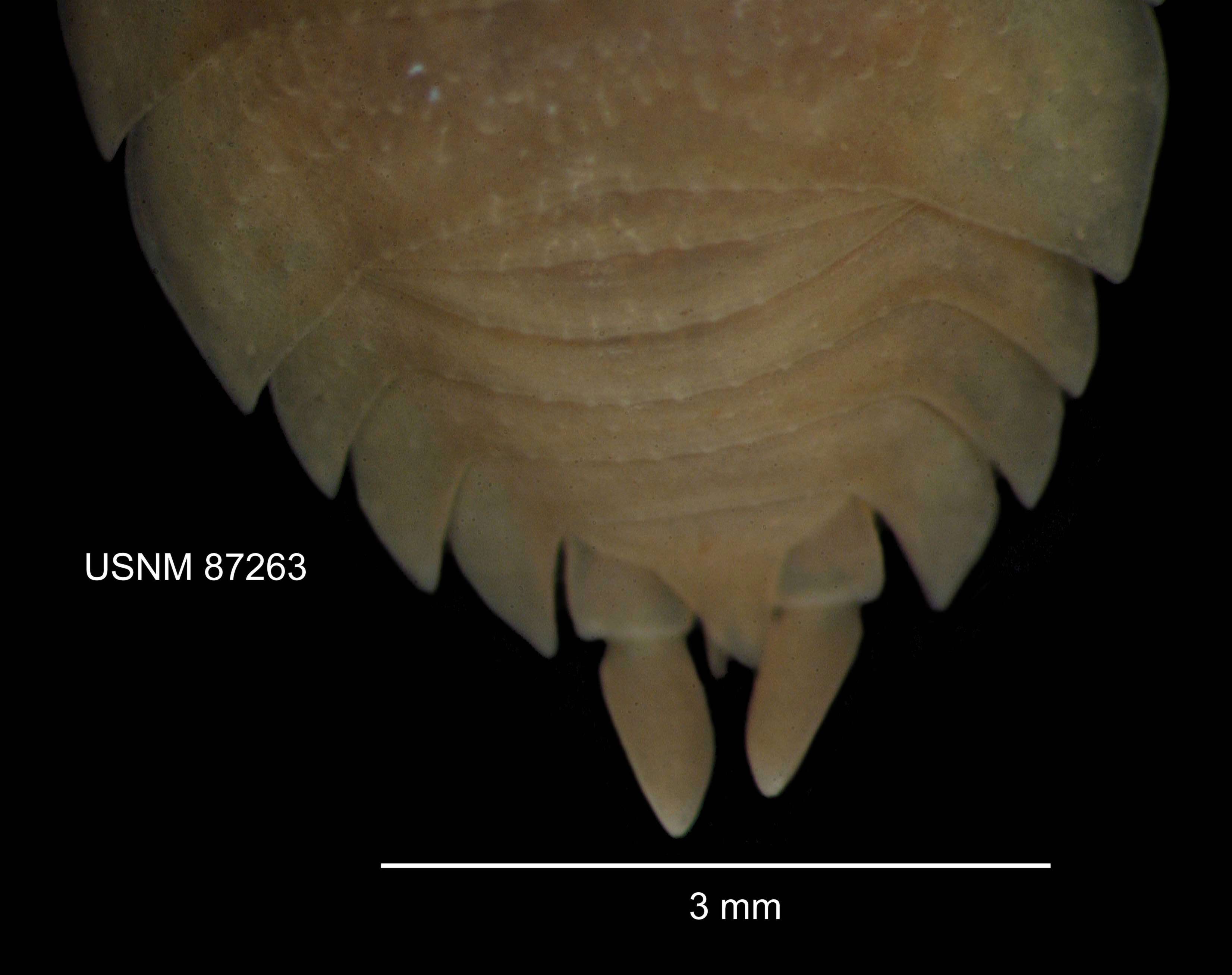 Image of common rough woodlouse