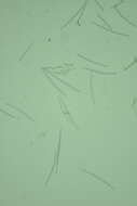Image of Hymeniacidon actites (Ristau 1978)