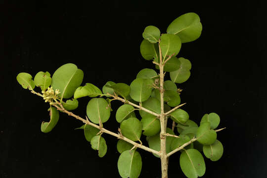 Image of Sideroxylon obtusifolium (Roem. & Schult.) T. D. Penn.