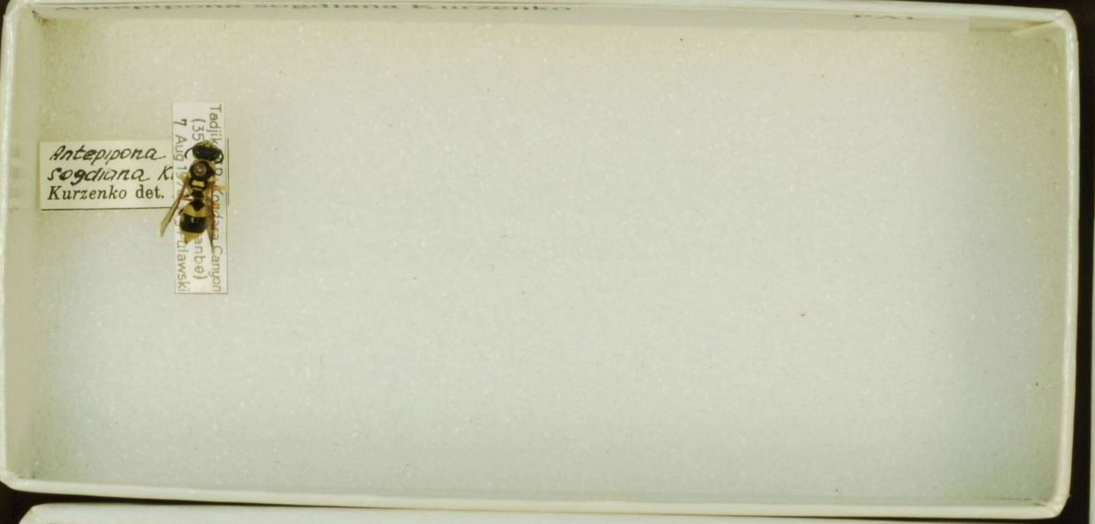 Image of Antepipona de Saussure 1855