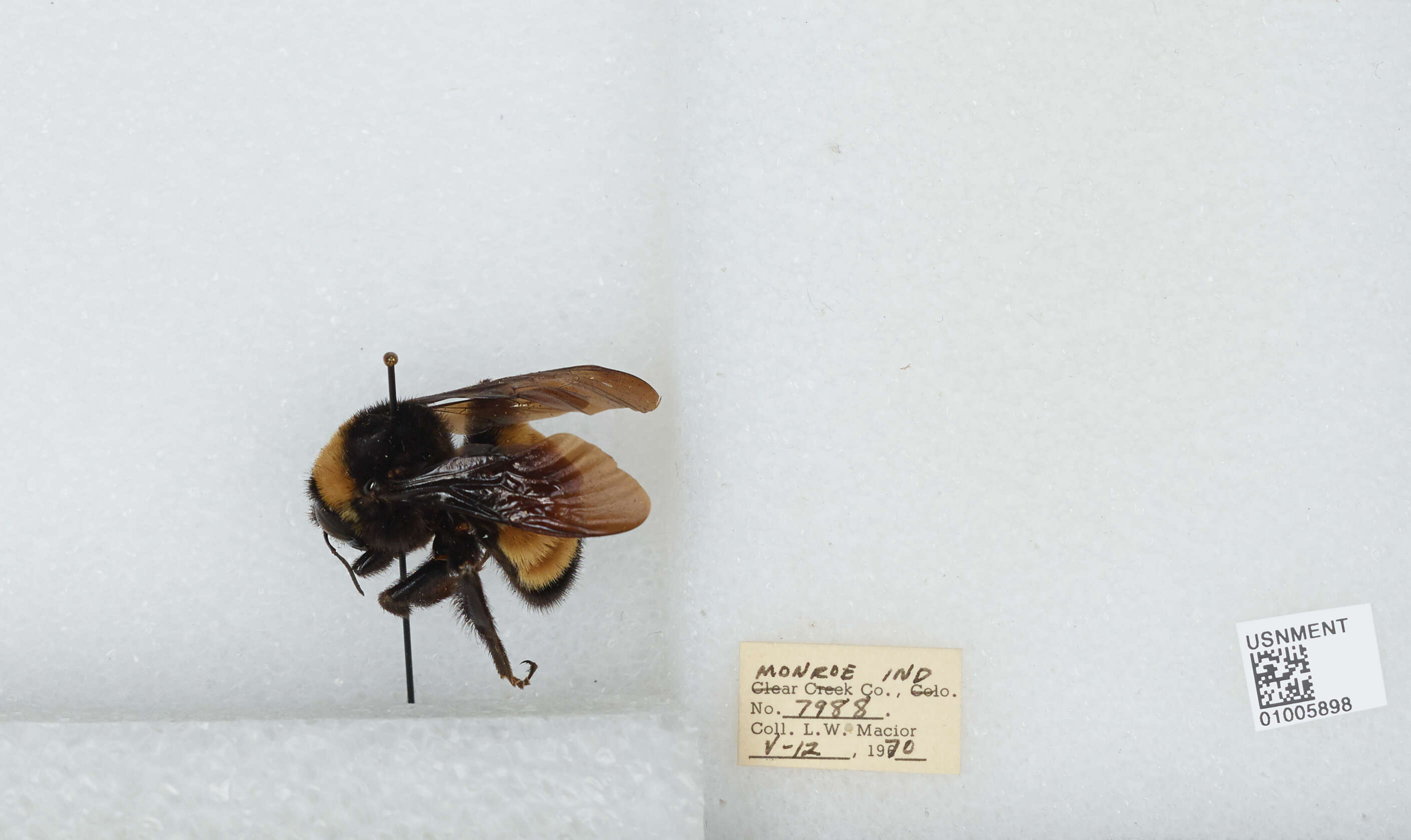 Bombus auricomus (Robertson 1903) resmi