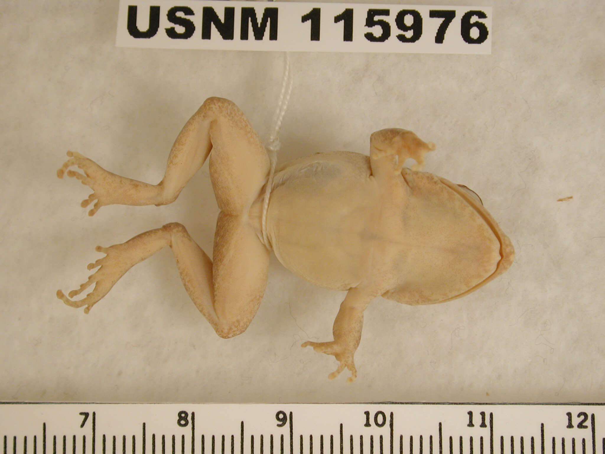 Image of Brown Robber Frog