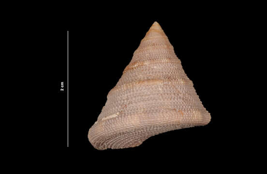 Image of Calliostoma javanicum (Lamarck 1822)