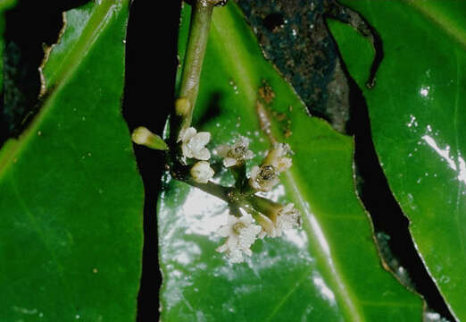 Image of umbrella catchbirdtree