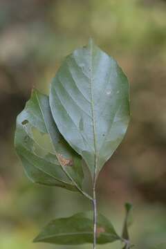 Image de Thinouia ventricosa Radlk.