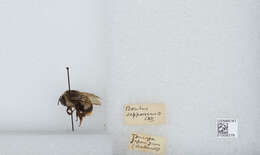 Image of Bombus hypocrita Pérez 1905