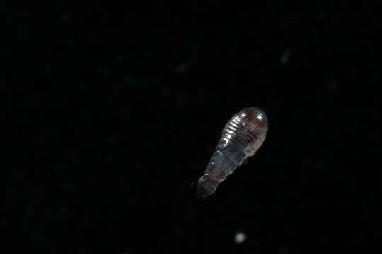 Image of Parascelidae