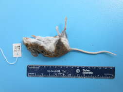 Image of Deer Mouse