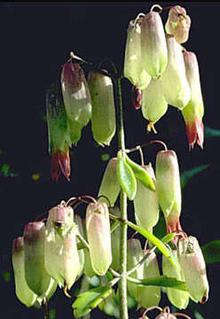 Image of Kalanchoe Adans.