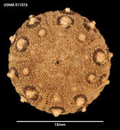 Plancia ëd Notocidaris mortenseni (Koehler 1900)