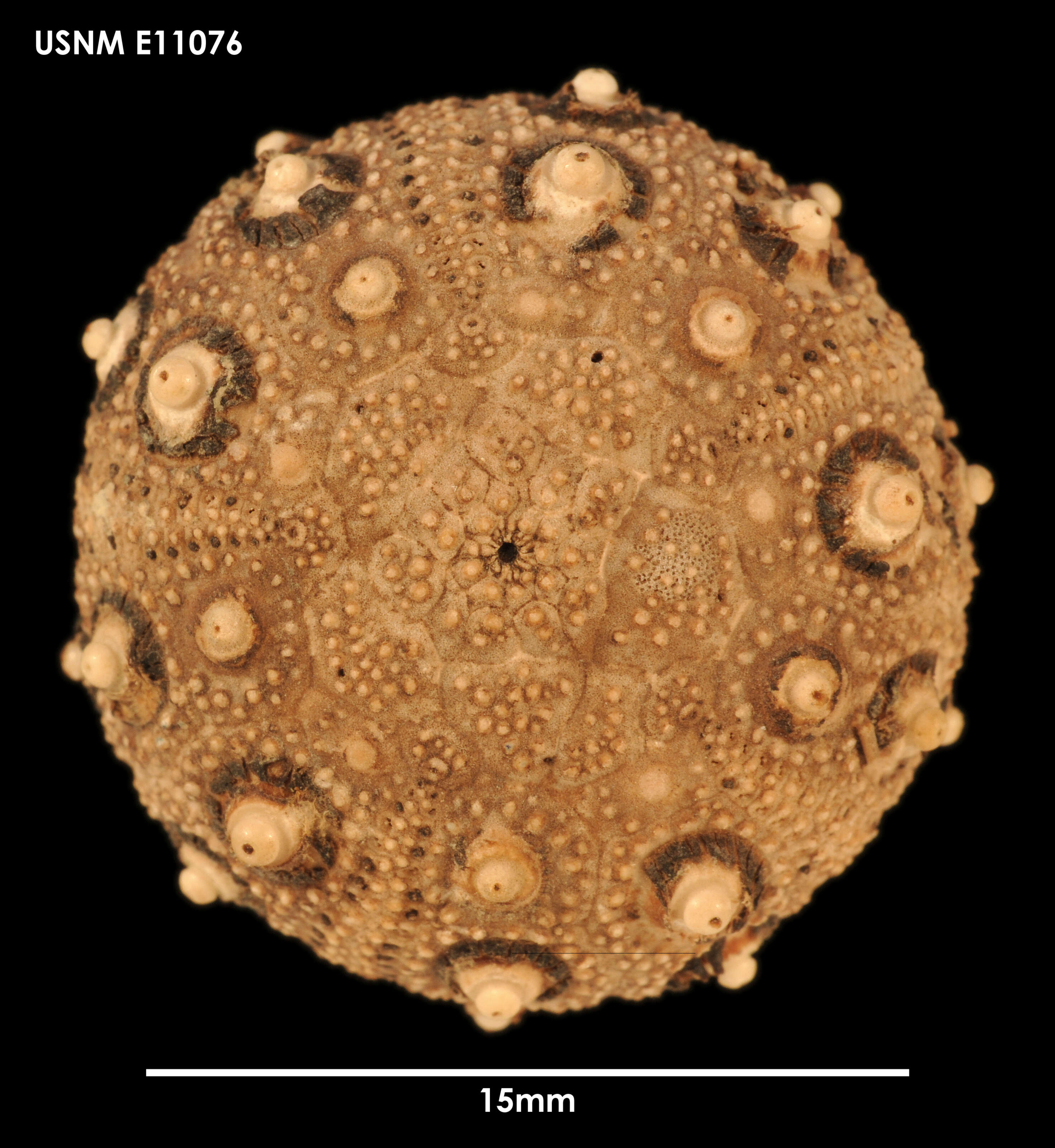 Imagem de Notocidaris mortenseni (Koehler 1900)