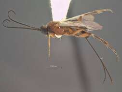 Image of Orgilus lepidus Muesebeck 1967