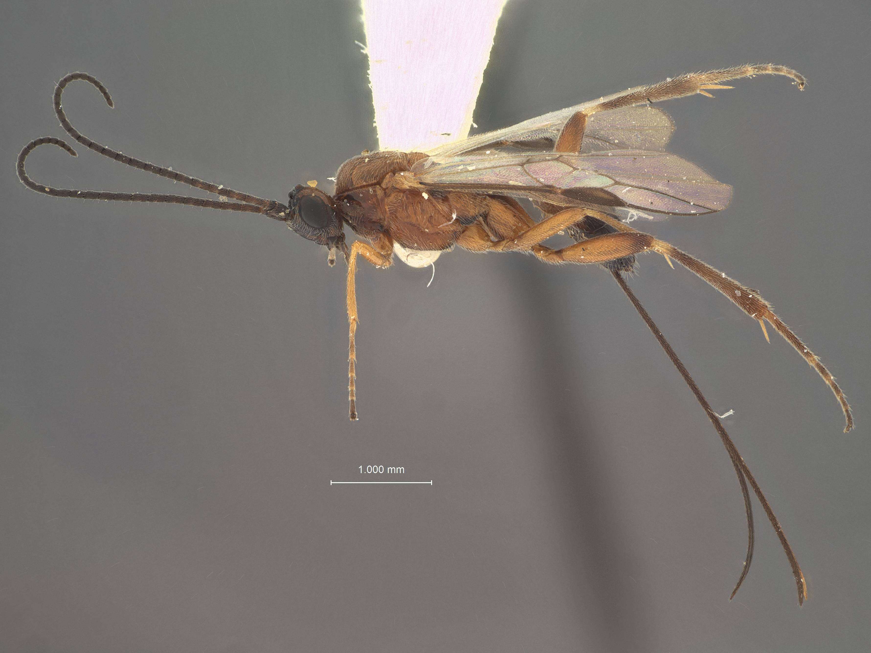 Image of Orgilus lepidus Muesebeck 1967