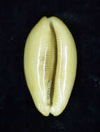 Image of lovely cowrie